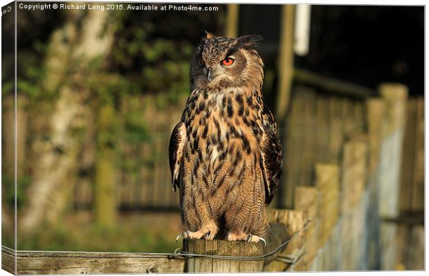 Sunlit European Eagle Owl Canvas Print by Richard Long