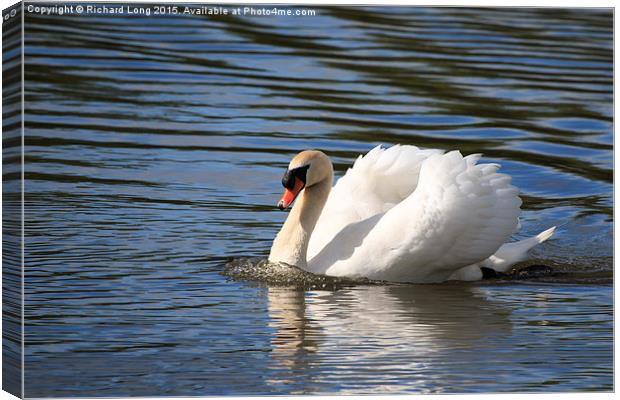 Adult swan making waves Canvas Print by Richard Long