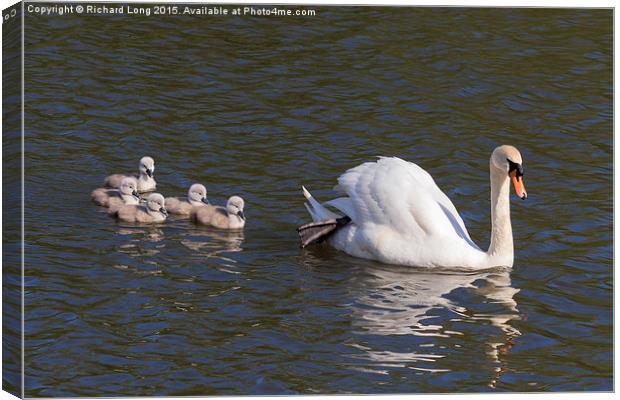 Adult swan with five signets Canvas Print by Richard Long
