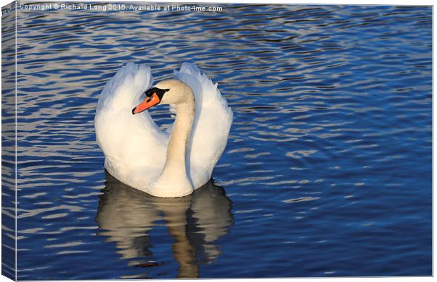   Sunlit Mute Swan Canvas Print by Richard Long