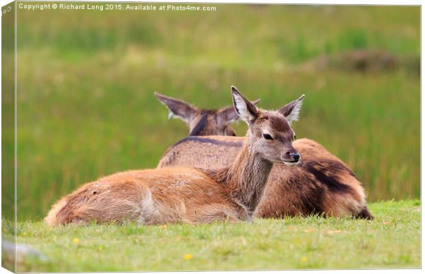 Two young Deer resting Canvas Print by Richard Long
