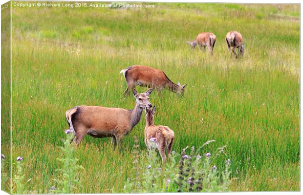 Group of Red Deer grazing  Canvas Print by Richard Long