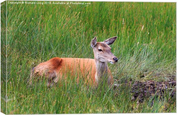 Female Red Deer resting  Canvas Print by Richard Long