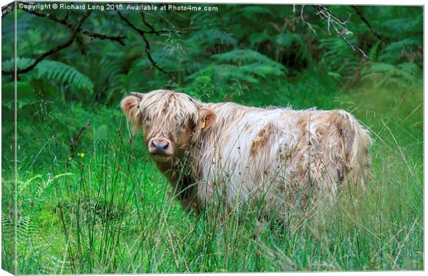  Single Highland cow in long grass Canvas Print by Richard Long