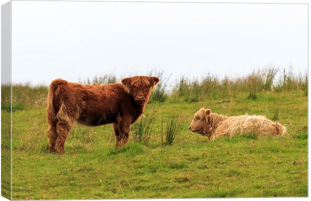  Two Highland calves on a Scottish hillside Canvas Print by Richard Long