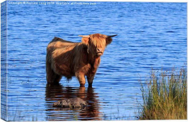  Sunlit Highland cow standing in Loch Achray Canvas Print by Richard Long