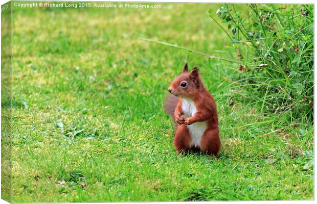   Alert Scottish Red Squirrel Canvas Print by Richard Long