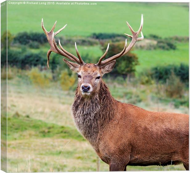 Magnificent Proud Red Deer Stag  Canvas Print by Richard Long