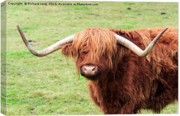 Highland cow with large horns Canvas Print by Richard Long