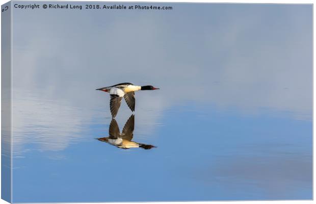 Goosander touching reflection in flight over water Canvas Print by Richard Long