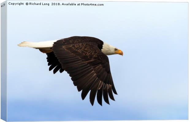 Bald Eagle in flight Canvas Print by Richard Long