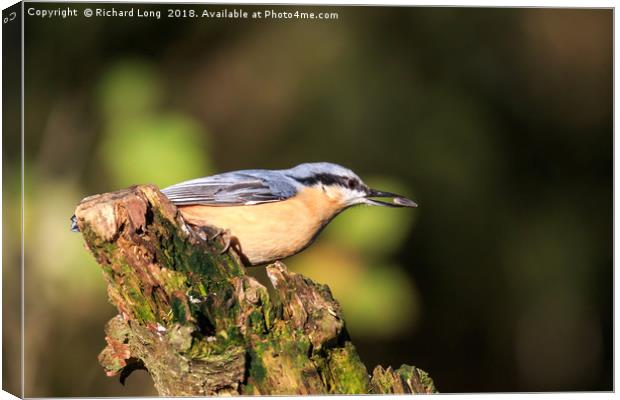 Nuthatch with food in its beak  Canvas Print by Richard Long