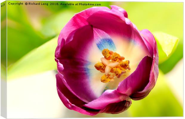  Single Purple Tulip flower head Canvas Print by Richard Long