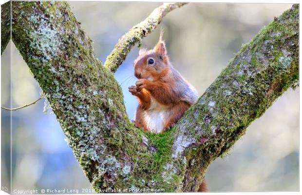 Cute Red Squirrel sitting on branches of a tree Canvas Print by Richard Long