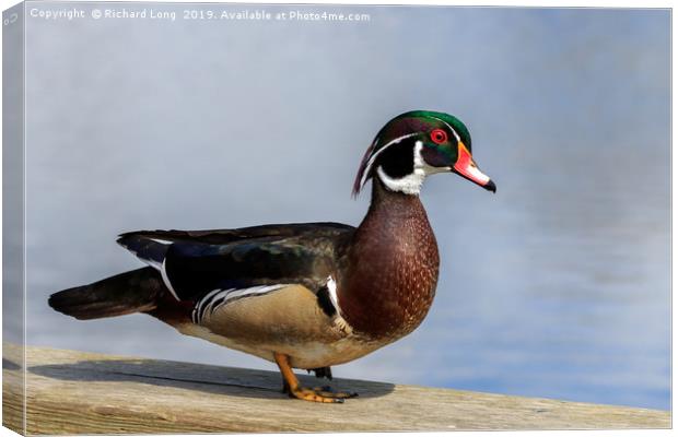 Male Wood Duck at wildlife reserve near Ladner Bri Canvas Print by Richard Long