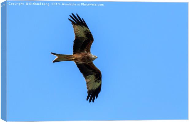 Red Kite Soaring high  Canvas Print by Richard Long