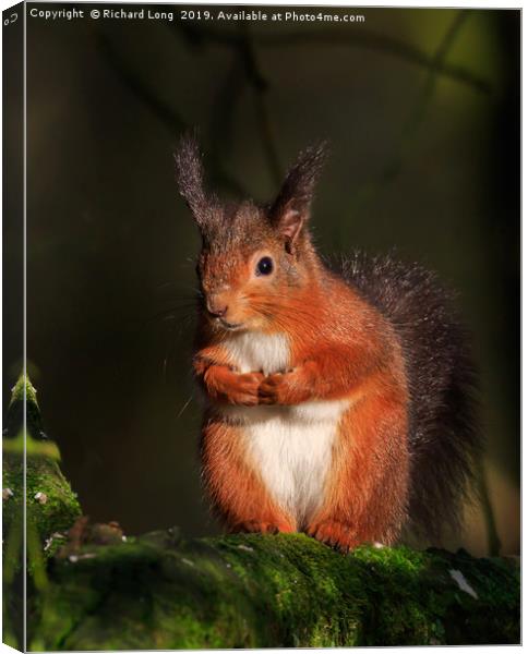  Solitary Red Squirrel  Canvas Print by Richard Long