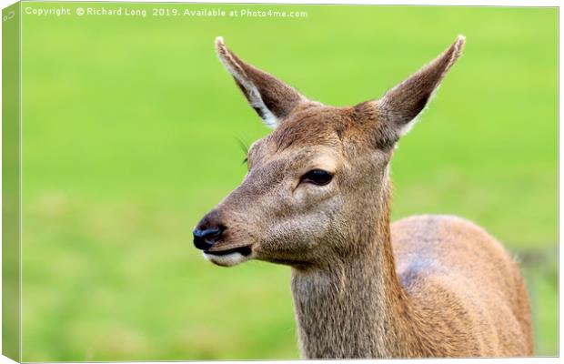 Female Red Deer Canvas Print by Richard Long