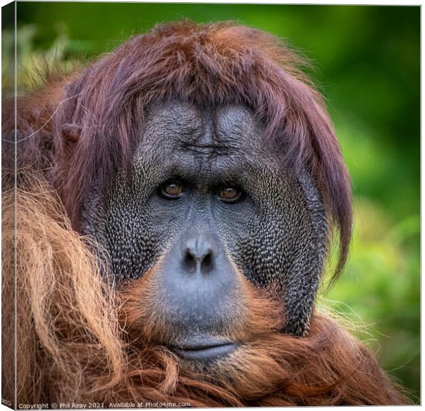 An Orangutan portrait Canvas Print by Phil Reay