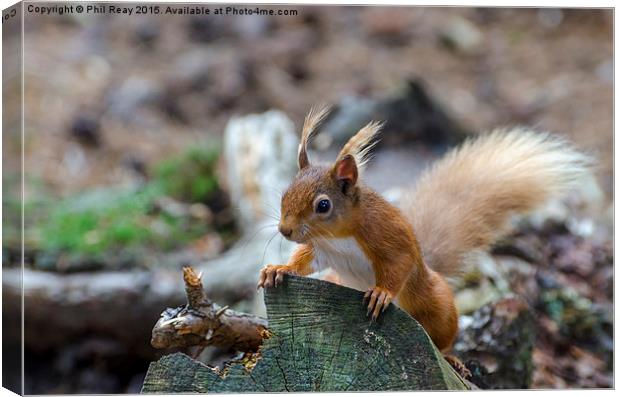  Red squirrel Canvas Print by Phil Reay