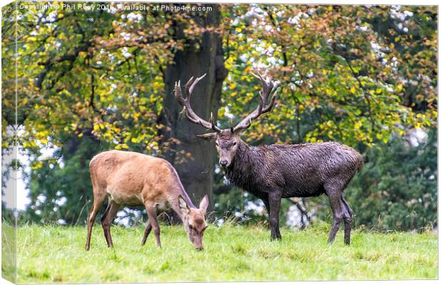  A stag & his hind Canvas Print by Phil Reay
