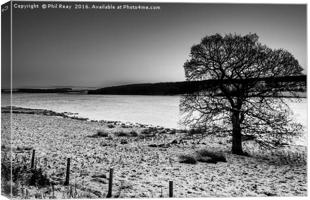 Lone tree Canvas Print by Phil Reay