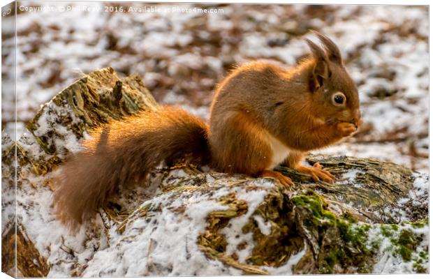 A gorgeous Red squirrel Canvas Print by Phil Reay