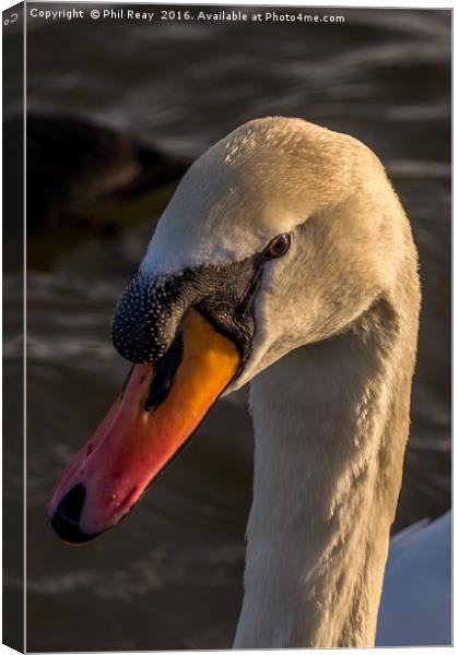 A mute swan Canvas Print by Phil Reay