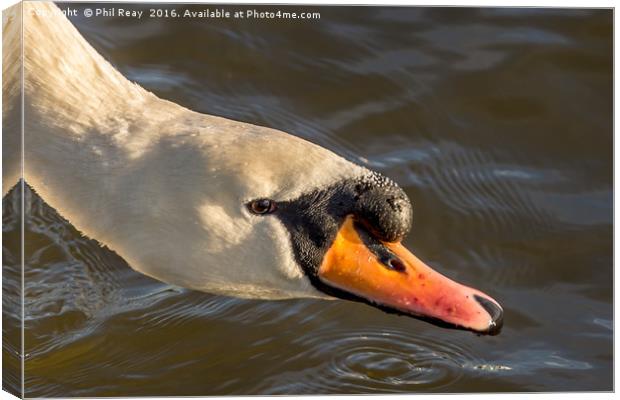 Mute swan  Canvas Print by Phil Reay