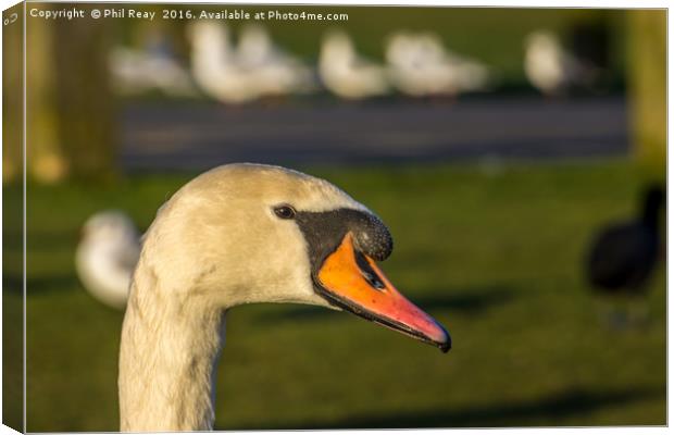 Mute Swan Canvas Print by Phil Reay
