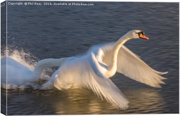 Swans in a flap Canvas Print by Phil Reay