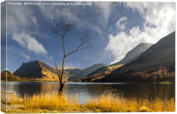 The Lone Tree Canvas Print by Phil Reay