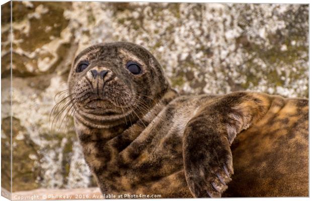 Common seal Canvas Print by Phil Reay