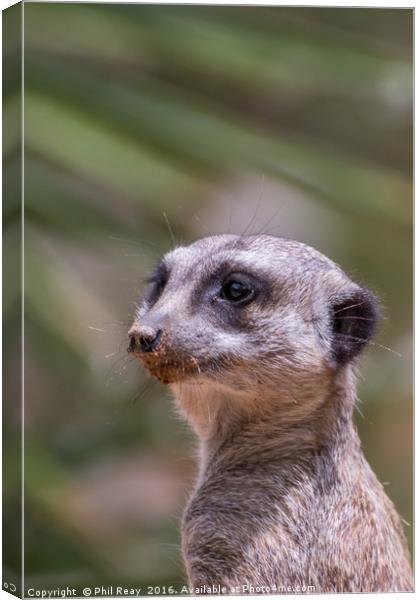 Meerkat Canvas Print by Phil Reay