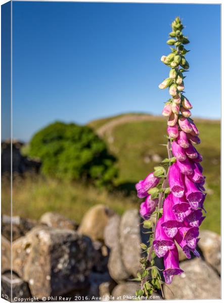 Foxglove on the wall Canvas Print by Phil Reay