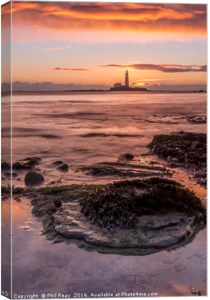 St Mary`s lighthouse at sunrise Canvas Print by Phil Reay