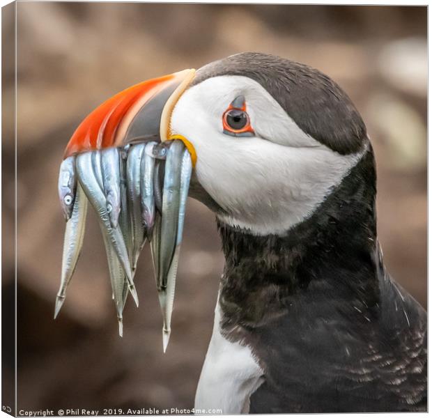 North Atlantic Puffin with sand eels Canvas Print by Phil Reay