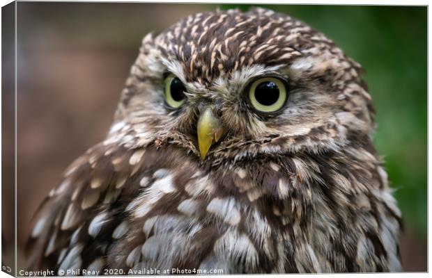 A Little owl Canvas Print by Phil Reay