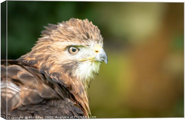 An American Red Tailed Hawk Canvas Print by Phil Reay