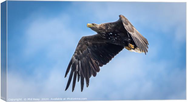 A white tailed Sea Eagle Canvas Print by Phil Reay