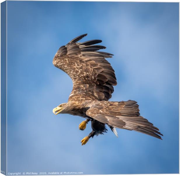 A White Tailed Sea Eagle Canvas Print by Phil Reay
