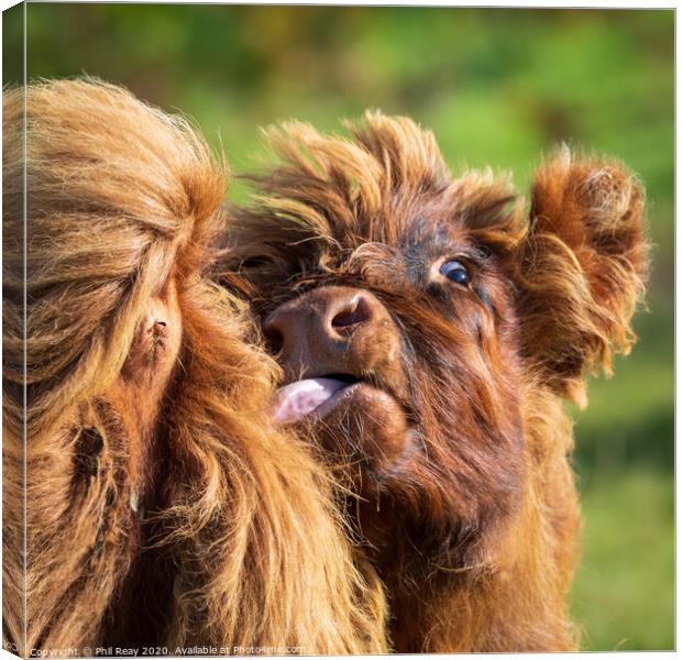Hairy Coo closeup-funny face Canvas Print by Phil Reay
