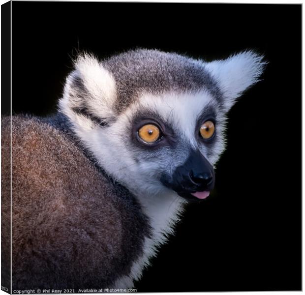 A close up of a Ring Tailed Lemur Canvas Print by Phil Reay