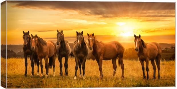 Horses at sunrise Canvas Print by John Allsop