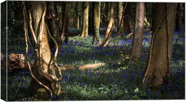 Bluebells in Leigh Woods, Bristol Canvas Print by Jeremy Fennell