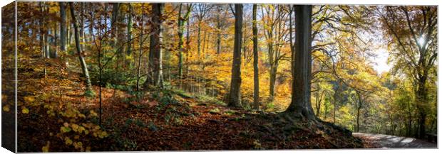 Beech Woodland in Autumn  Canvas Print by Jeremy Fennell