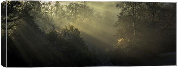 Winter woodland light  Canvas Print by Jeremy Fennell
