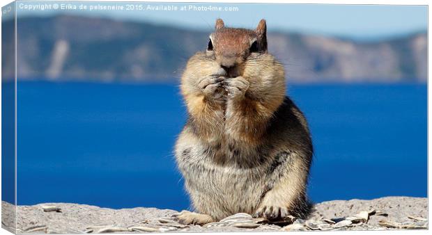  squirrel @ Crater Lake Oregon Canvas Print by Erika de pelseneire