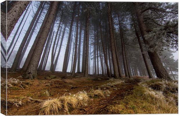  Mist in the woods Canvas Print by David Schofield