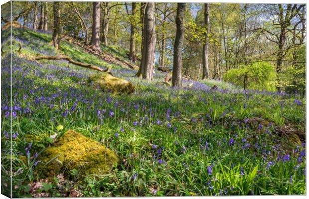 Bluebell Wood Canvas Print by David Schofield